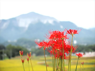 彼岸花